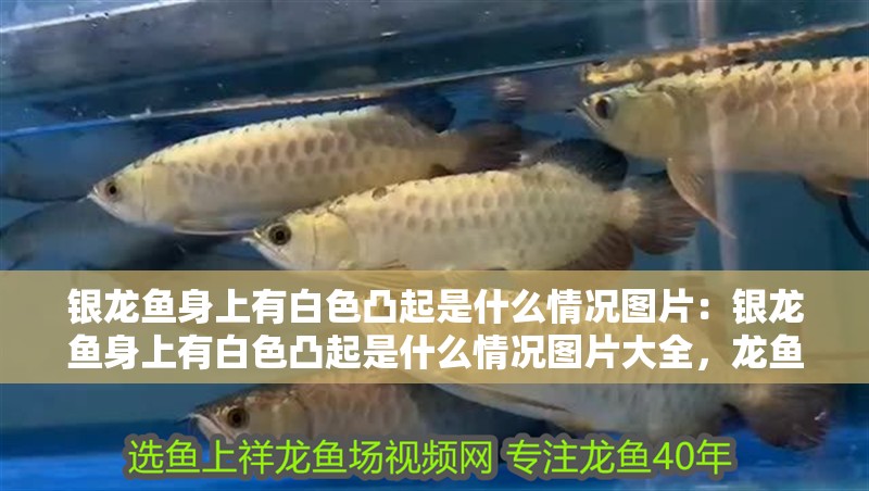 銀龍魚身上有白色凸起是什么情況圖片：銀龍魚身上有白色凸起是什么情況圖片大全，龍魚體表白色凸起現象解析及 銀龍魚身上有白色凸起是什么情況圖片：銀龍魚身上有白色凸起是什么情況圖片大全，龍魚體表白色凸起現象解析及 水族問答
