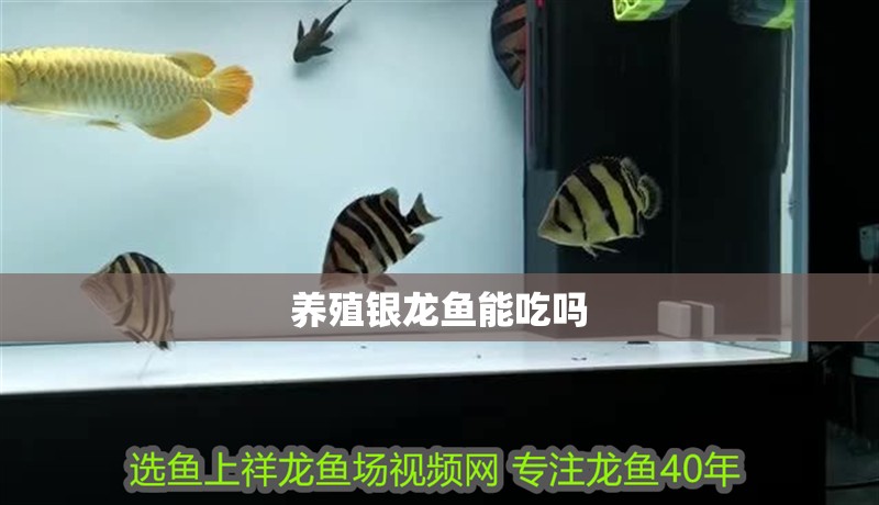 養殖銀龍魚能吃嗎