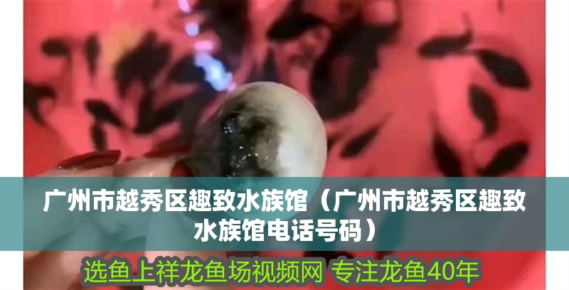 廣州市越秀區(qū)趣致水族館（廣州市越秀區(qū)趣致水族館電話號碼）