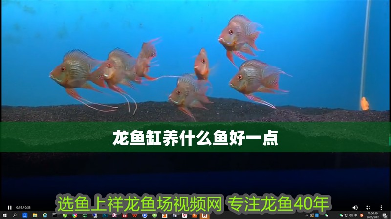 龍魚(yú)缸養(yǎng)什么魚(yú)好一點(diǎn)