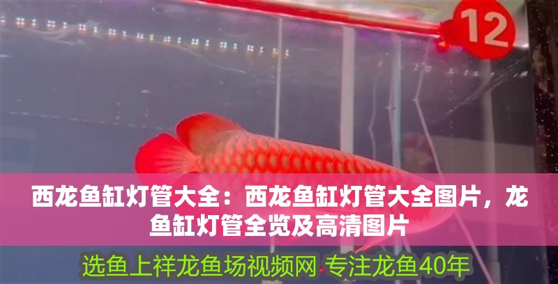 西龍魚缸燈管大全:西龍魚缸燈管大全圖片,龍魚缸燈管全覽及高清圖片 水族問答 西龍魚缸燈管大全:西龍魚缸燈管大全圖片,龍魚缸燈管全覽及高清圖片 西龍魚缸燈管大全:西龍魚缸燈管大全圖片,龍魚缸燈管全覽及高清圖片 水族問答