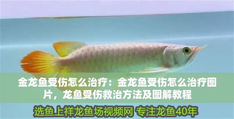 金龍魚受傷怎么治療：金龍魚受傷怎么治療圖片，龍魚受傷救治方法及圖解教程