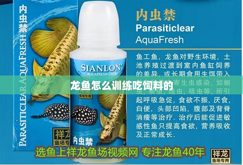 龍魚怎么訓練吃飼料的