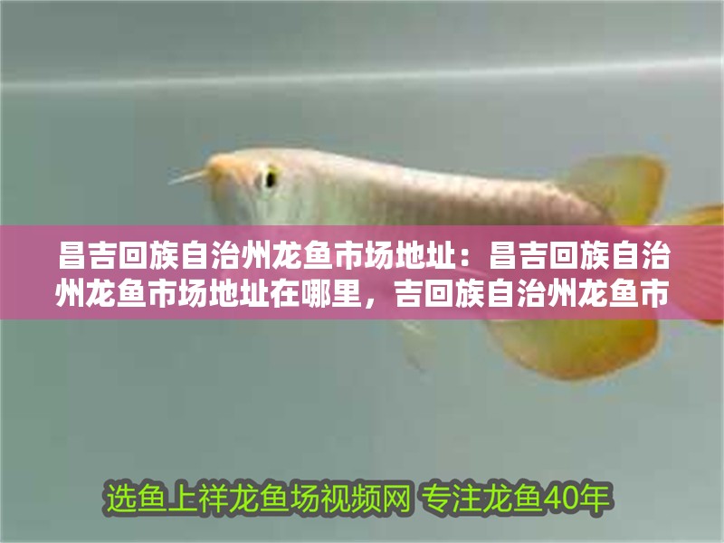 昌吉回族自治州龍魚市場地址：昌吉回族自治州龍魚市場地址在哪里，吉回族自治州龍魚市場具體地址查詢