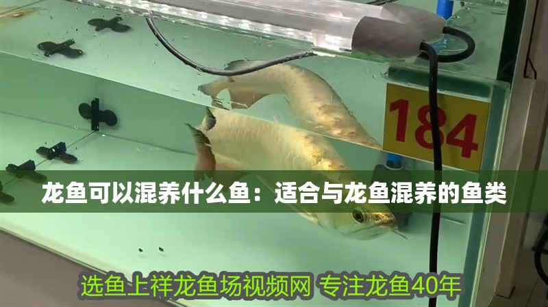龍魚可以混養什么魚：適合與龍魚混養的魚類