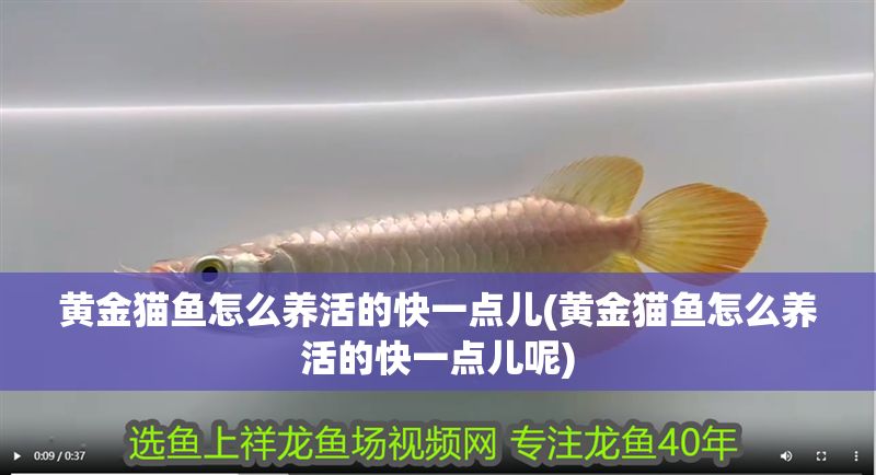 黃金貓魚怎么養活的快一點兒(黃金貓魚怎么養活的快一點兒呢)