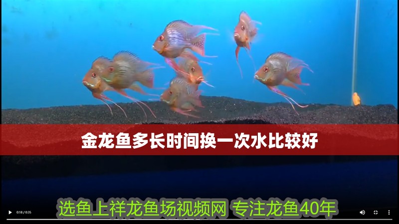 金龍魚多長時間換一次水比較好