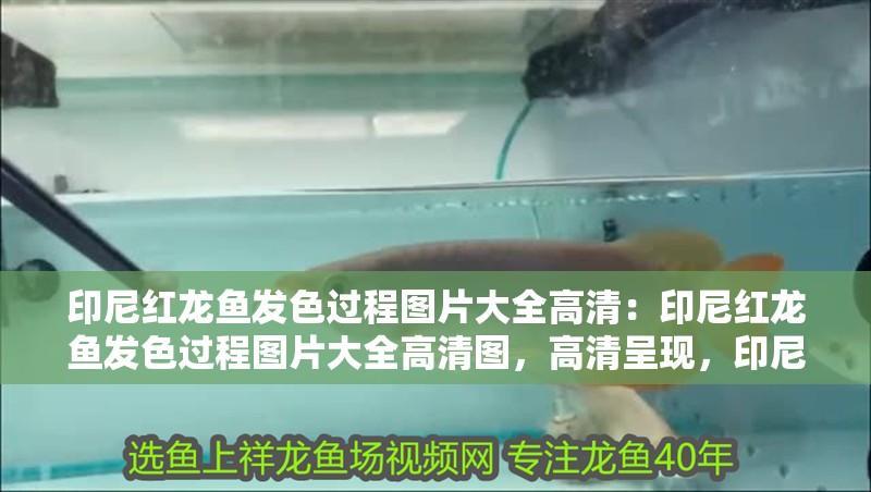 印尼紅龍魚發色過程圖片大全高清：印尼紅龍魚發色過程圖片大全高清圖，高清呈現，印尼紅龍魚發色過程全圖鑒 印尼紅龍魚發色過程圖片大全高清：印尼紅龍魚發色過程圖片大全高清圖，高清呈現，印尼紅龍魚發色過程全圖鑒 水族問答