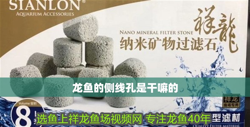 龍魚的側線孔是干嘛的