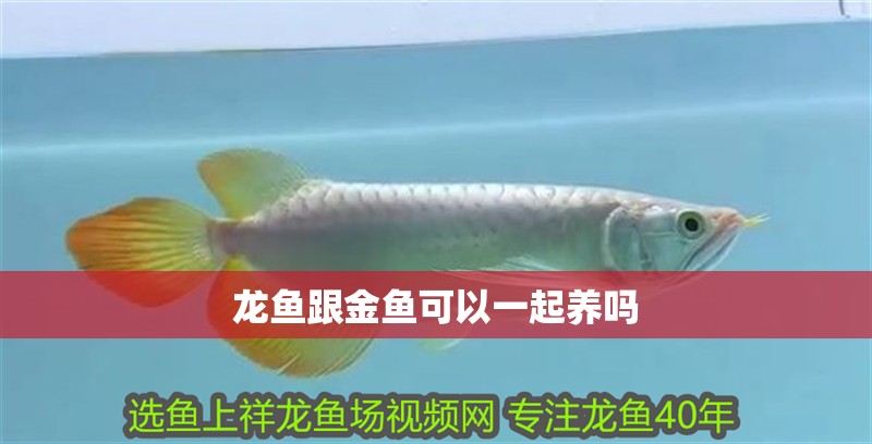 龍魚跟金魚可以一起養嗎