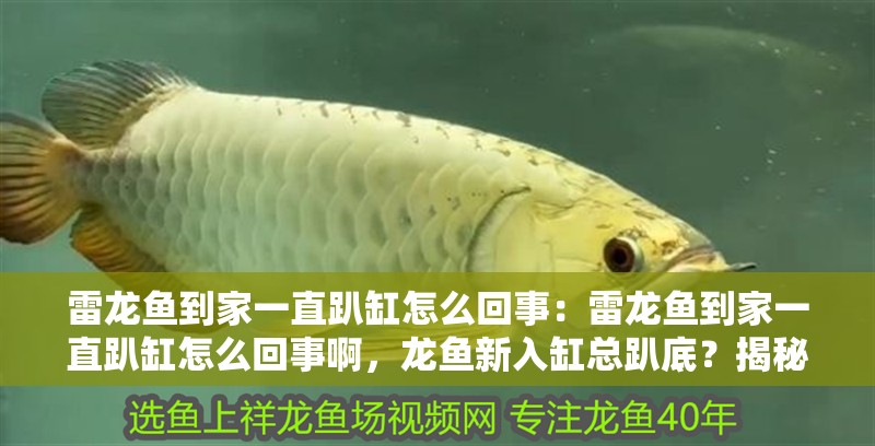雷龍魚到家一直趴缸怎么回事：雷龍魚到家一直趴缸怎么回事啊，龍魚新入缸總趴底？揭秘原因與應對方法