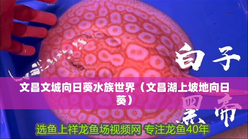 文昌文城向日葵水族世界（文昌湖上坡地向日葵）