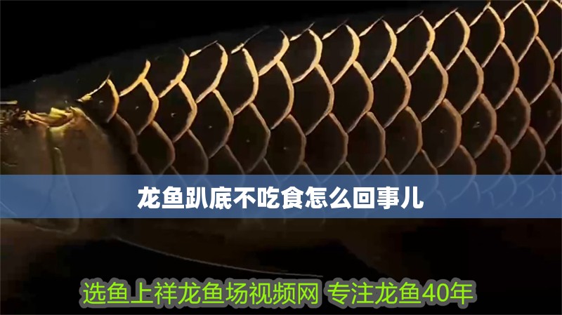 龍魚趴底不吃食怎么回事兒 龍魚趴底不吃食怎么回事兒 龍魚百科 第2張