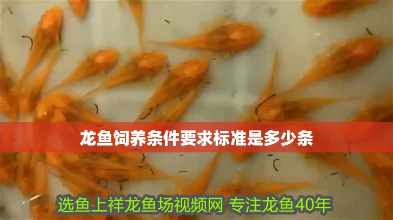龍魚飼養(yǎng)條件要求標準是多少條