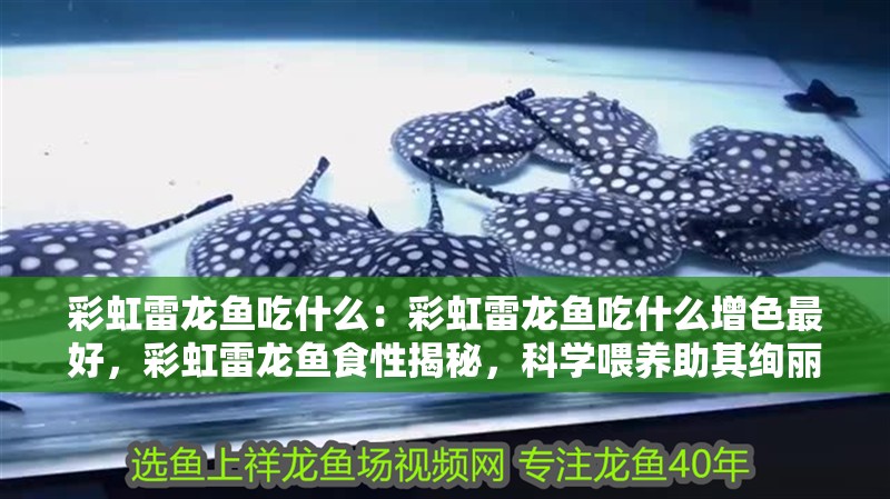 彩虹雷龍魚吃什么：彩虹雷龍魚吃什么增色最好，彩虹雷龍魚食性揭秘，科學(xué)喂養(yǎng)助其絢麗增