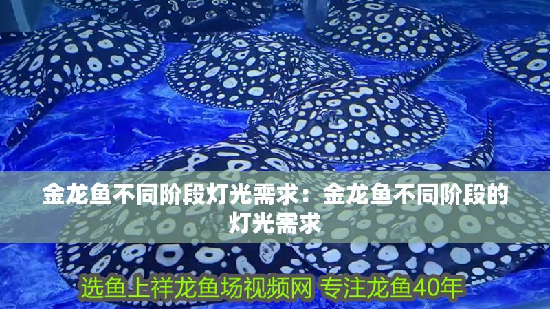 金龍魚不同階段燈光需求：金龍魚不同階段的燈光需求