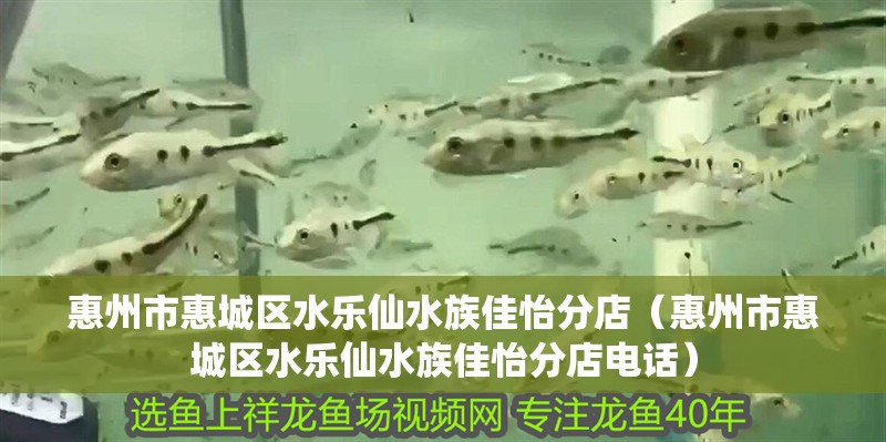 惠州市惠城區水樂仙水族佳怡分店（惠州市惠城區水樂仙水族佳怡分店電話）