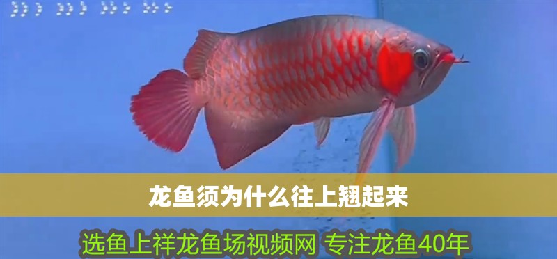 龍魚須為什么往上翹起來