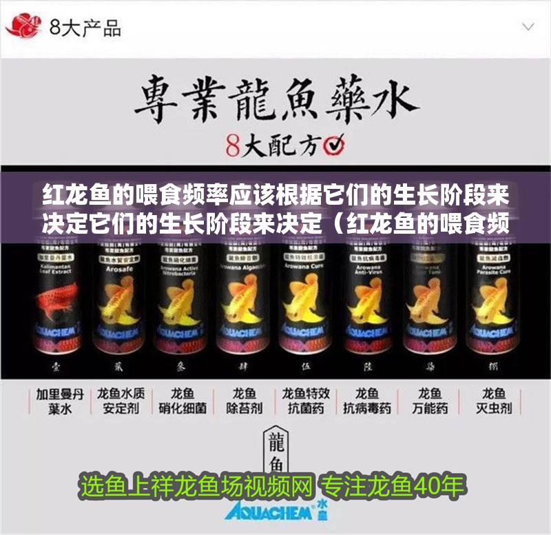紅龍魚的喂食頻率應該根據它們的生長階段來決定它們的生長階段來決定（紅龍魚的喂食頻率一般是多久一次）