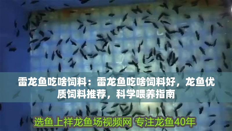 雷龍魚吃啥飼料：雷龍魚吃啥飼料好，龍魚優(yōu)質(zhì)飼料推薦，科學(xué)喂養(yǎng)指南