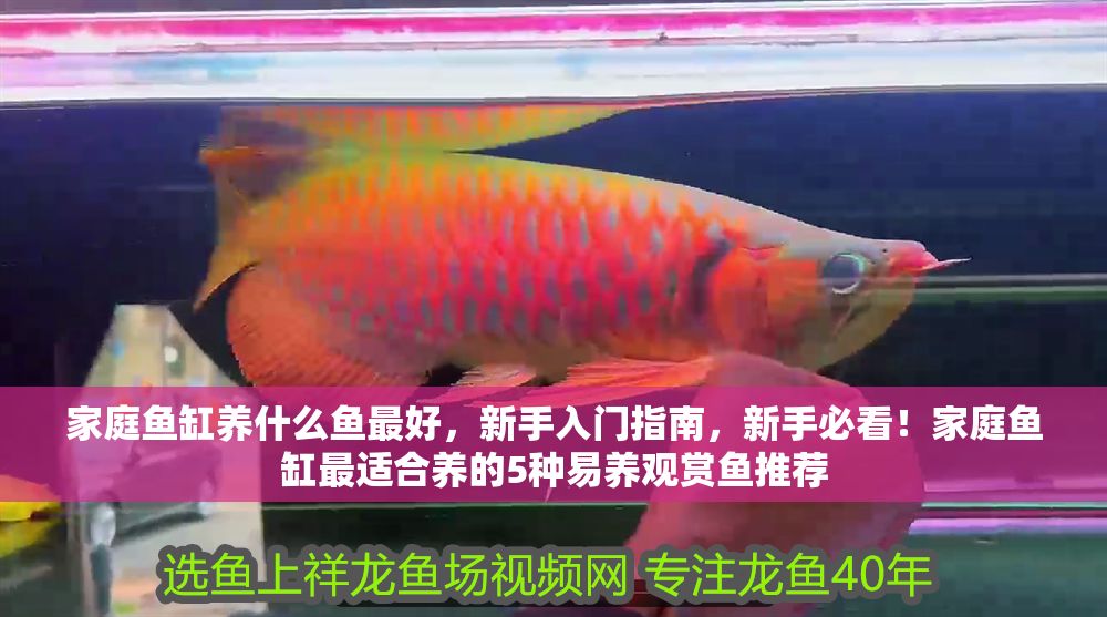 家庭魚缸養什么魚最好，新手入門指南，新手必看！家庭魚缸最適合養的5種易養觀賞魚推薦