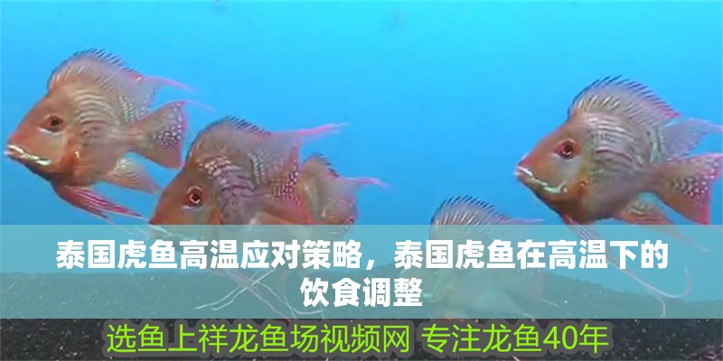 泰國虎魚高溫應對策略，泰國虎魚在高溫下的飲食調整
