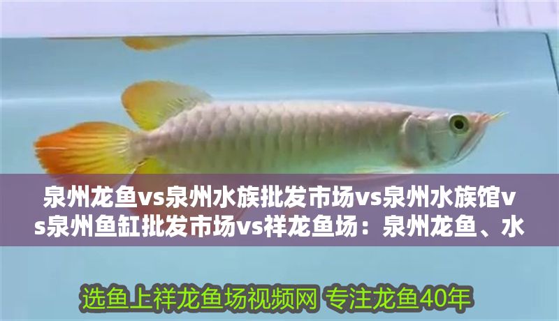 泉州龍魚vs泉州水族批發市場vs泉州水族館vs泉州魚缸批發市場vs祥龍魚場：泉州龍魚、水族批發市場、水族館及魚缸批發市場