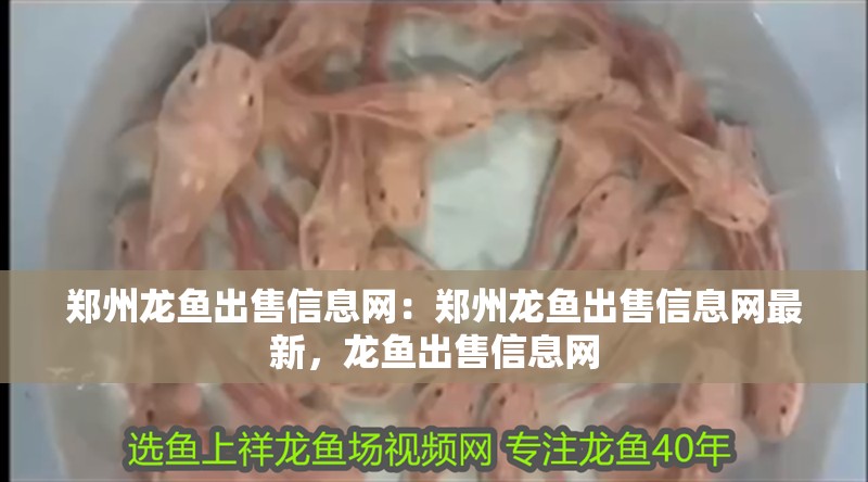 鄭州龍魚出售信息網：鄭州龍魚出售信息網最新，龍魚出售信息網
