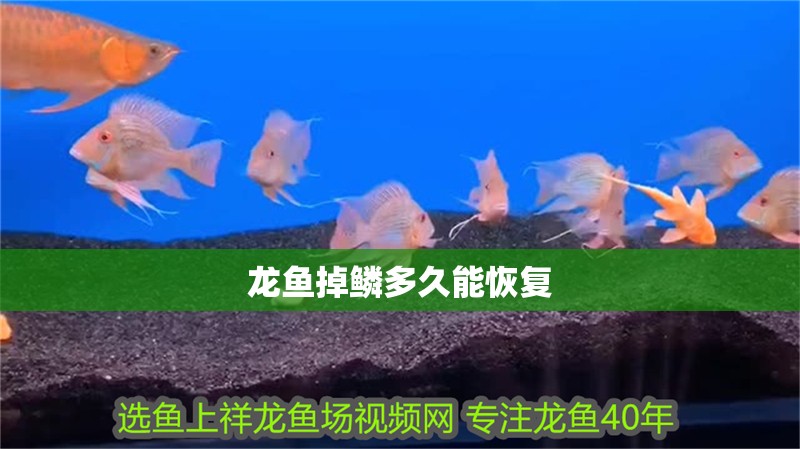 龍魚掉鱗多久能恢復(fù)