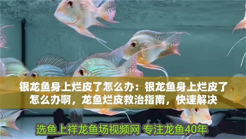 銀龍魚身上爛皮了怎么辦：銀龍魚身上爛皮了怎么辦啊，龍魚爛皮救治指南，快速解決