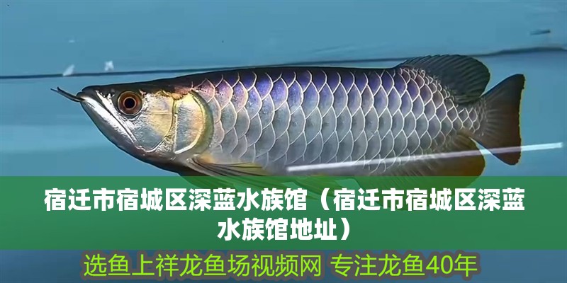 宿遷市宿城區(qū)深藍(lán)水族館（宿遷市宿城區(qū)深藍(lán)水族館地址）