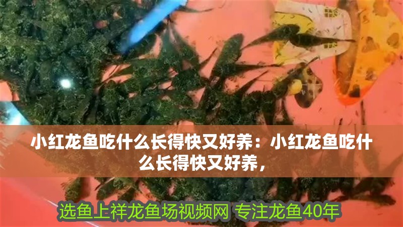 小紅龍魚吃什么長得快又好養：小紅龍魚吃什么長得快又好養，