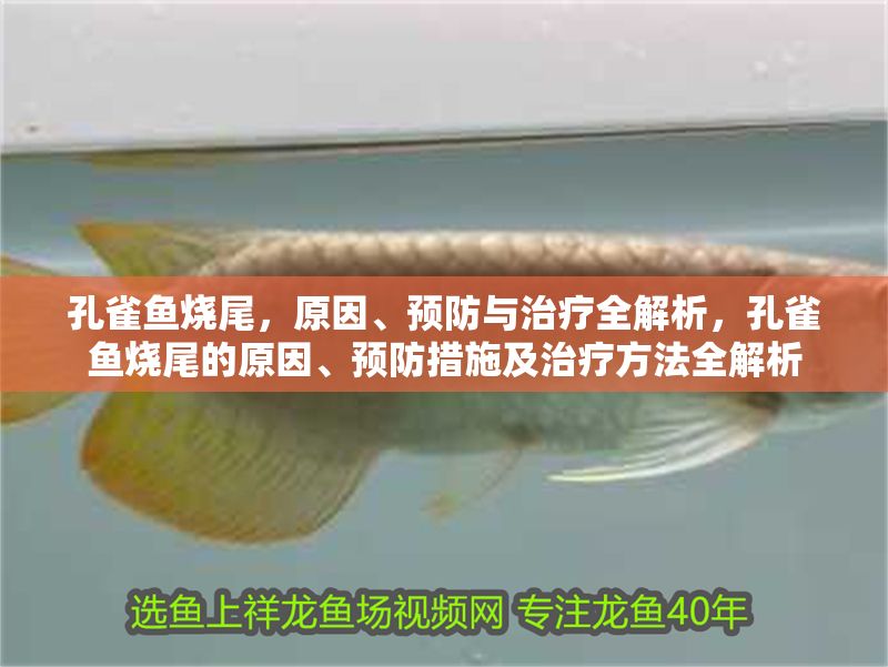 孔雀魚燒尾，原因、預防與治療全解析，孔雀魚燒尾的原因、預防措施及治療方法全解析