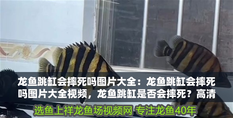 龍魚跳缸會摔死嗎圖片大全：龍魚跳缸會摔死嗎圖片大全視頻，龍魚跳缸是否會摔死？高清圖片與視頻全解析