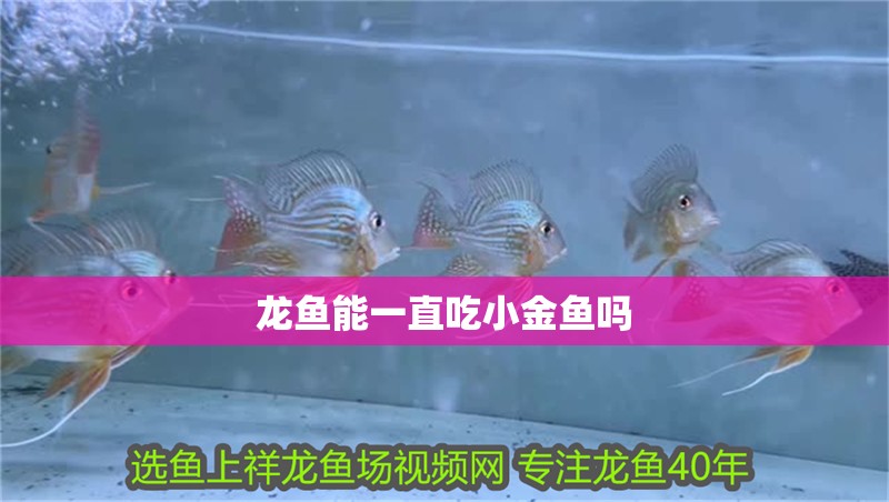 龍魚能一直吃小金魚嗎