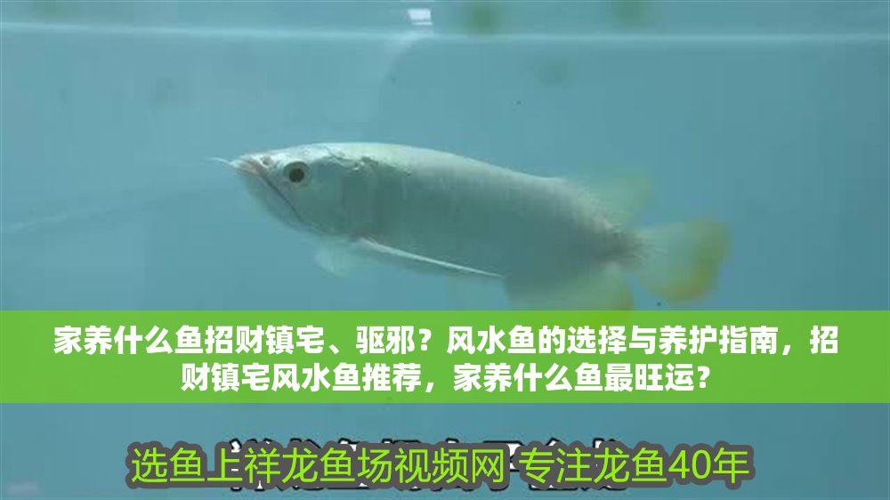 家養(yǎng)什么魚招財(cái)鎮(zhèn)宅、驅(qū)邪？風(fēng)水魚的選擇與養(yǎng)護(hù)指南，招財(cái)鎮(zhèn)宅風(fēng)水魚推薦，家養(yǎng)什么魚最旺運(yùn)？