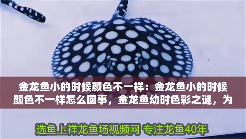 金龍魚小的時候顏色不一樣：金龍魚小的時候顏色不一樣怎么回事，金龍魚幼時色彩之謎，為何幼魚顏色與眾不同？