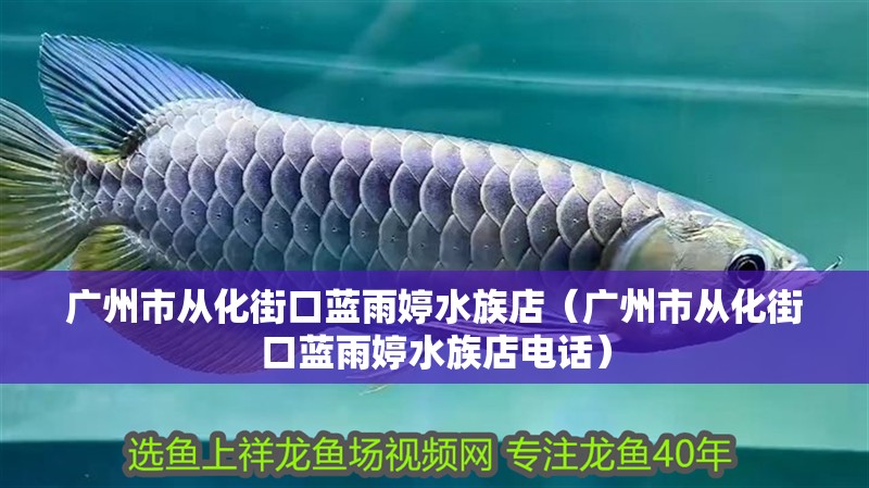 廣州市從化街口藍雨婷水族店（廣州市從化街口藍雨婷水族店電話）