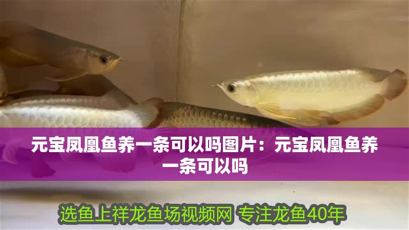 元寶鳳凰魚養一條可以嗎圖片：元寶鳳凰魚養一條可以嗎