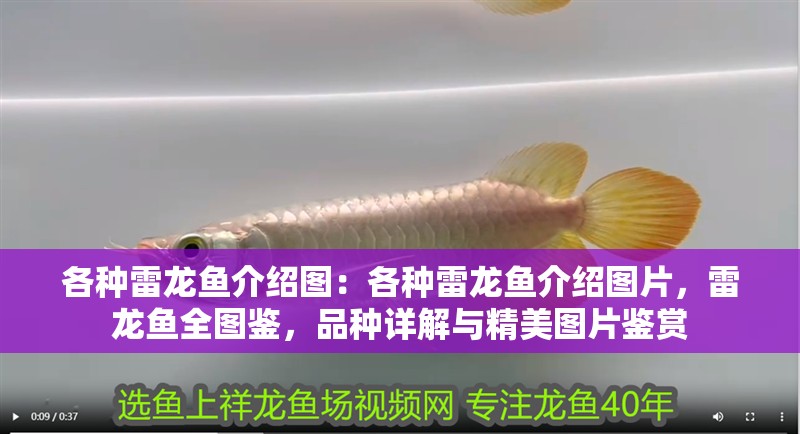 各種雷龍魚介紹圖：各種雷龍魚介紹圖片，雷龍魚全圖鑒，品種詳解與精美圖片鑒賞