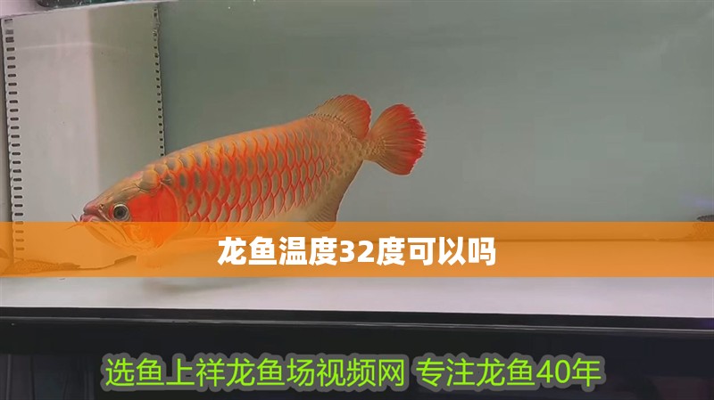 龍魚溫度32度可以嗎