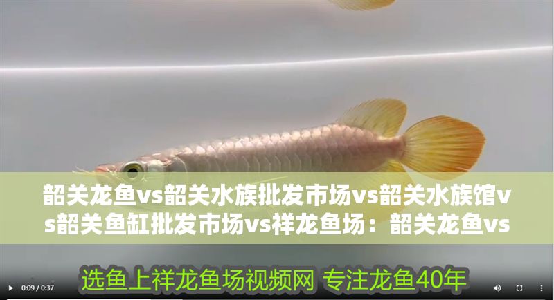 韶關龍魚vs韶關水族批發市場vs韶關水族館vs韶關魚缸批發市場vs祥龍魚場：韶關龍魚vs韶關水族批發市場vs祥龍魚場