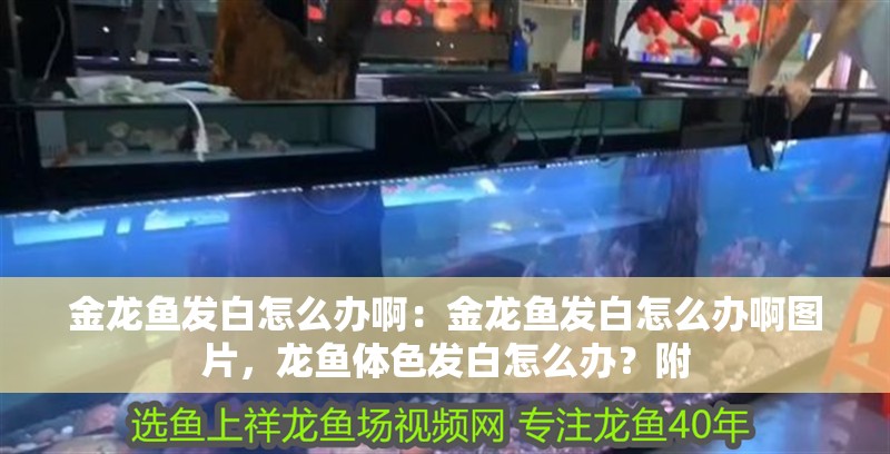 金龍魚發白怎么辦啊：金龍魚發白怎么辦啊圖片，龍魚體色發白怎么辦？附
