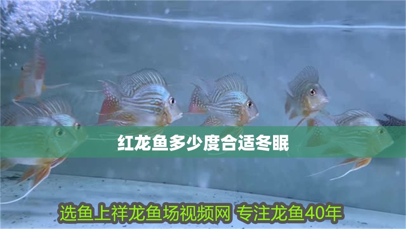 紅龍魚多少度合適冬眠