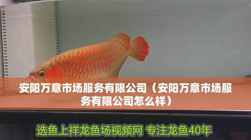 安陽萬意市場服務有限公司（安陽萬意市場服務有限公司怎么樣）