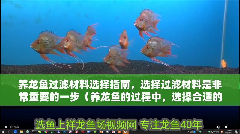 養(yǎng)龍魚過濾材料選擇指南，選擇過濾材料是非常重要的一步（養(yǎng)龍魚的過程中，選擇合適的過濾材料是非常重要的一步）