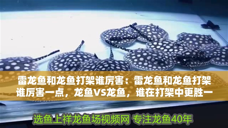 雷龍魚和龍魚打架誰(shuí)厲害：雷龍魚和龍魚打架誰(shuí)厲害一點(diǎn)，龍魚VS龍魚，誰(shuí)在打架中更勝一籌