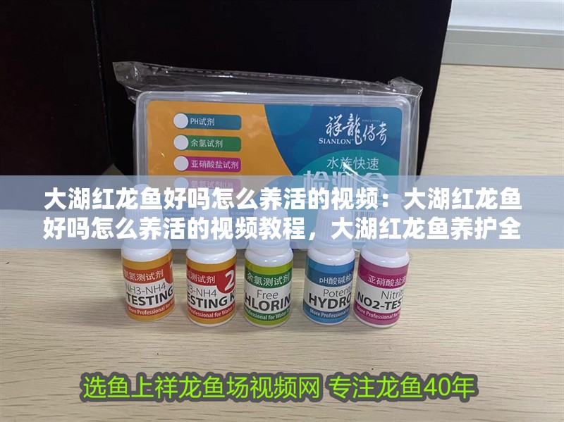 大湖紅龍魚好嗎怎么養(yǎng)活的視頻：大湖紅龍魚好嗎怎么養(yǎng)活的視頻教程，大湖紅龍魚養(yǎng)護(hù)全攻略，從選購到喂養(yǎng)的視頻