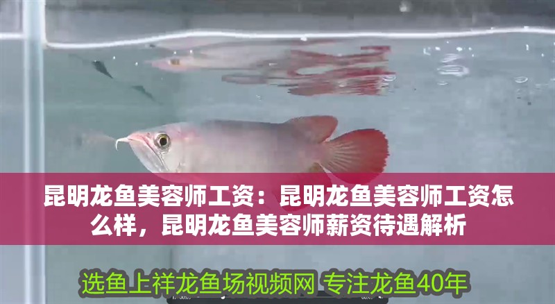 昆明龍魚美容師工資：昆明龍魚美容師工資怎么樣，昆明龍魚美容師薪資待遇解析