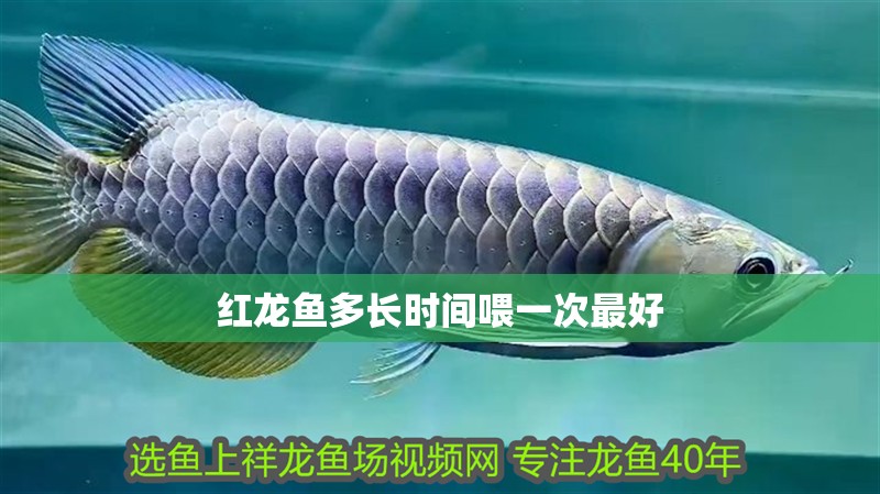 紅龍魚多長時間喂一次最好